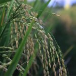 Knowing Rice Types and Its Uses